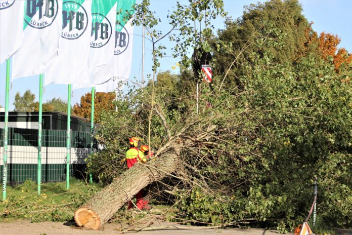Pappeln, VfB Lübeck, Arbeiten